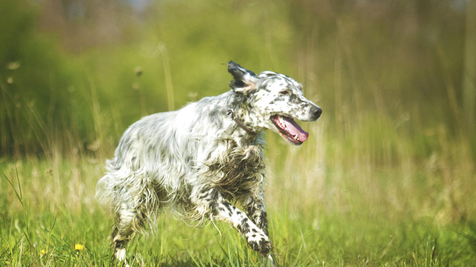 English Setter dog