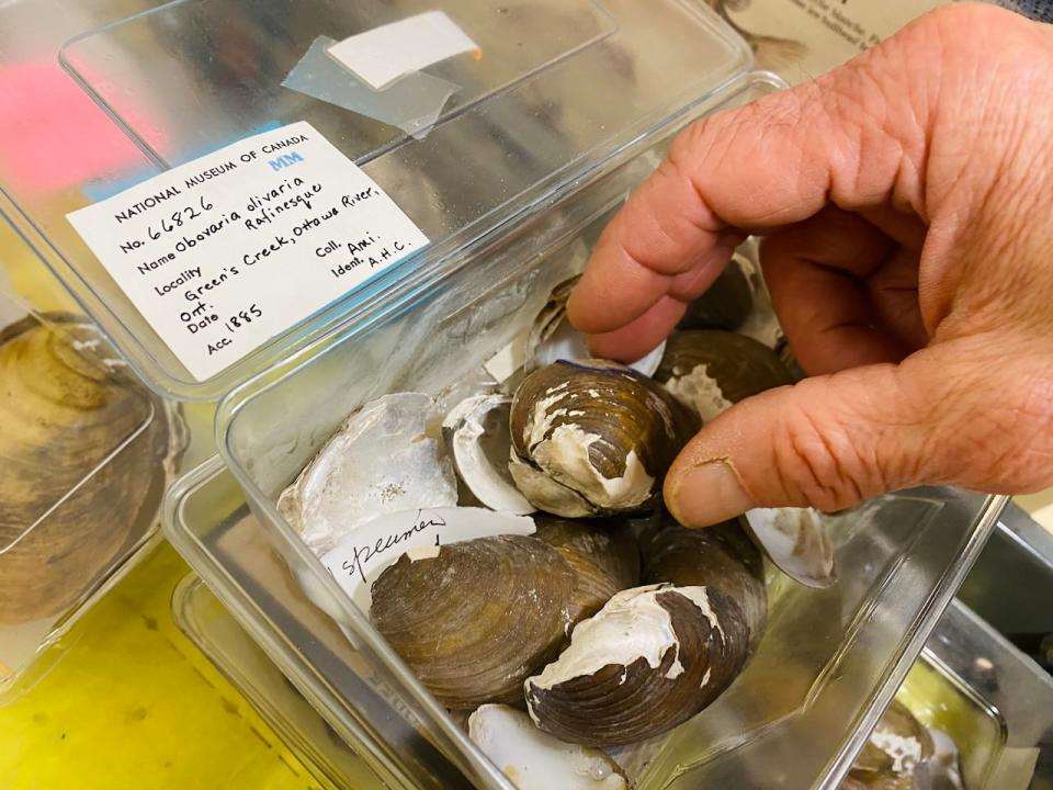 Hickorynut mussel samples collected from Green's Creek, Ottawa in 1885, are part of the museum's collection.