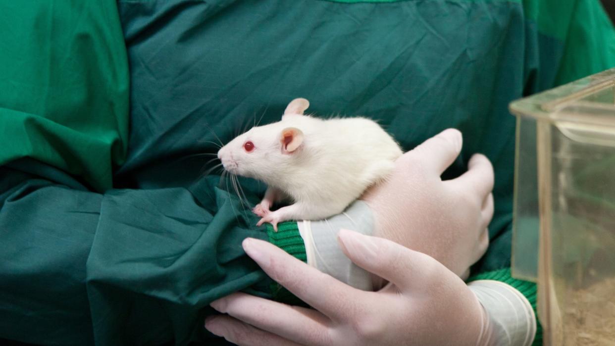  close up on the gloved hands of a researcher holding a white lab rat with red eyes  