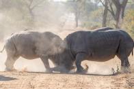 <p>You’d think that having a huge weapon right on your face would be an obvious instrument for battle, but some rhinos actually use their teeth when they need to in a fight. The three Asian species (Sumatran, Javan, and Indian) use their <a href="https://www.britannica.com/animal/rhinoceros-mammal" rel="nofollow noopener" target="_blank" data-ylk="slk:lower outer incisor teeth instead of their horns;elm:context_link;itc:0;sec:content-canvas" class="link ">lower outer incisor teeth instead of their horns</a>. The teeth of Indian rhinoceroses can reach 5 inches in length, leaving a nasty mark if used to fight off other rhinos or predators. But the African species (the Black rhino and the White rhino) don’t have these long incisors and do fight with their horns.</p><p><em>[<a href="https://www.popularmechanics.com/science/animals/g201/recently-extinct-animals-list-470209/" rel="nofollow noopener" target="_blank" data-ylk="slk:20 Extinct Animals We've Lost in the Past 150 Years;elm:context_link;itc:0;sec:content-canvas" class="link ">20 Extinct Animals We've Lost in the Past 150 Years</a>]</em> </p>