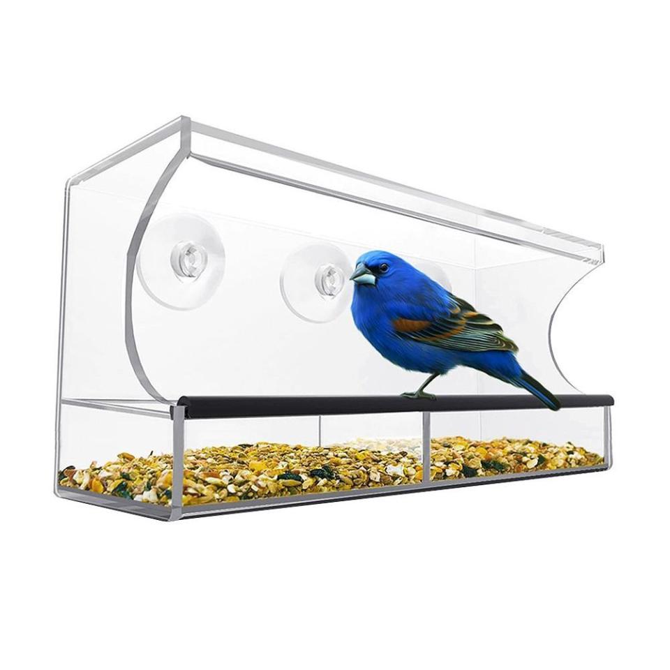 4) Nature's Hangout Window Bird Feeder