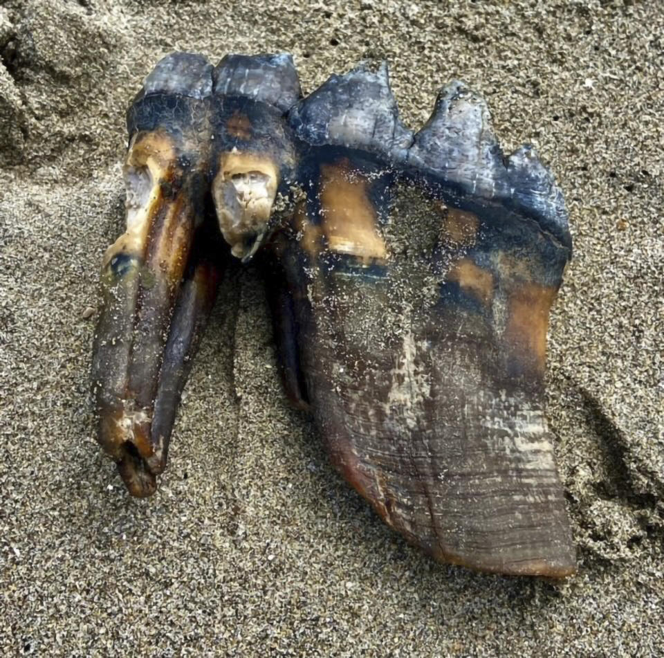 This May 26, 2023, photo provided by the Jennifer Schuh shows a Mastodon Tooth in the sand at an Aptos, Calif., beach. A Northern California woman taking a Memorial Day weekend stroll on the beach has discovered a mastodon tooth that's at least 5,000 years old. Schuh found the foot-long (.30-meter) tooth sticking out of the sand on Friday at the mouth of Aptos Creek on Rio Del Mar State Beach, located off Monterey Bay in Santa Cruz County. (Jennifer Schuh via AP)