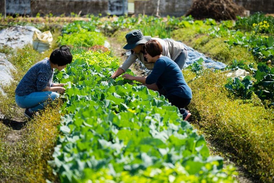 朱美虹（右前）會到田間跟小農「點菜」、採菜。我們在難得冬陽現身好天氣造訪深溝村，朱美虹和小農蹲在田間說：「前幾天冷，今天回暖，這些青菜現在看起來都開心死了。」