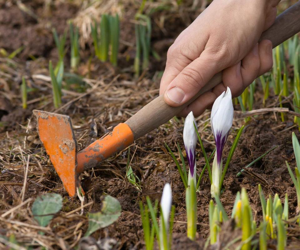 weeding spring flower bed around crocuses