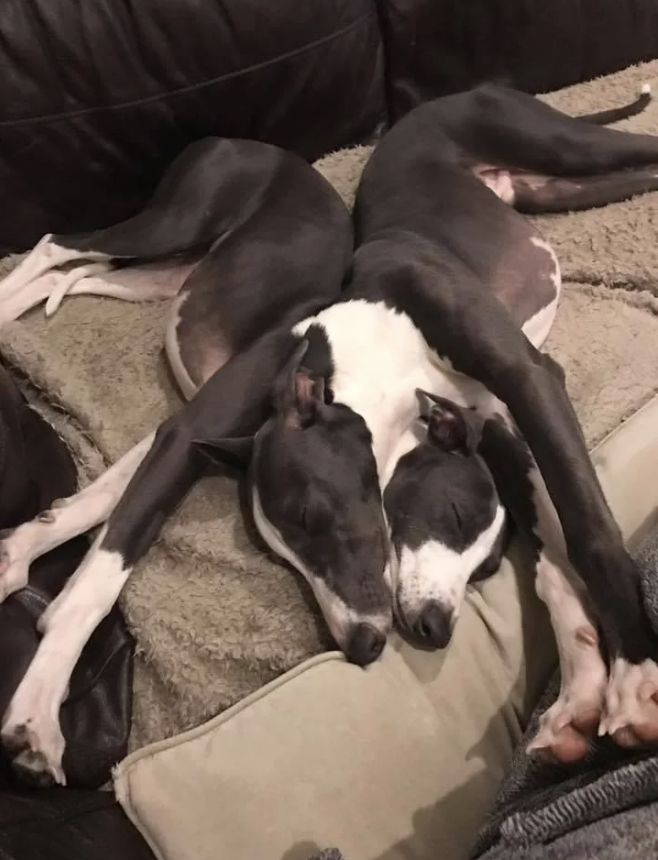 Two greyhounds resting together on a couch, one's head on the other's back