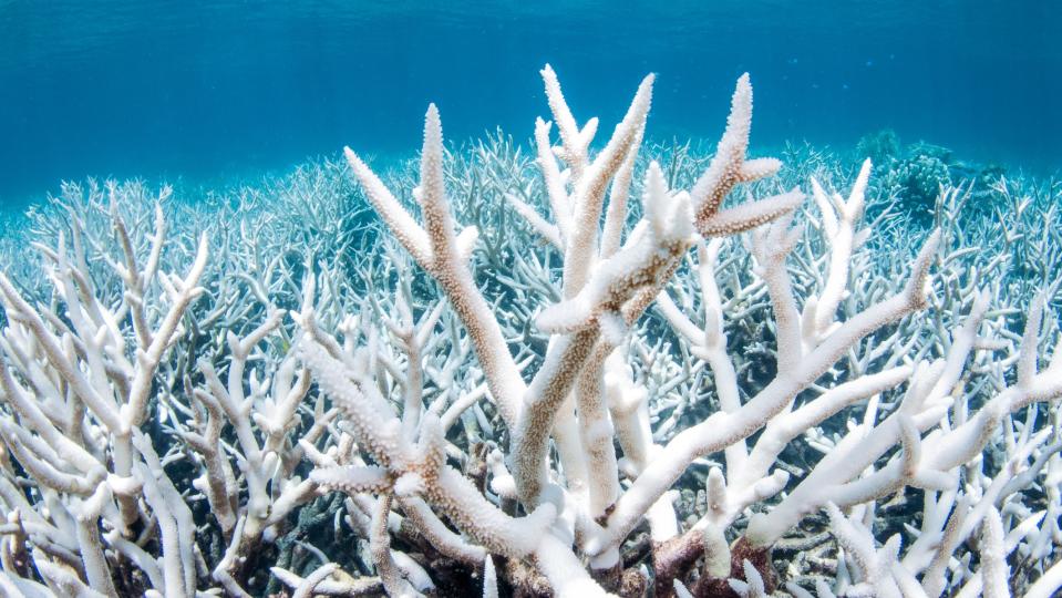 Bleached coral on the Great Barrier Reef in Australia.