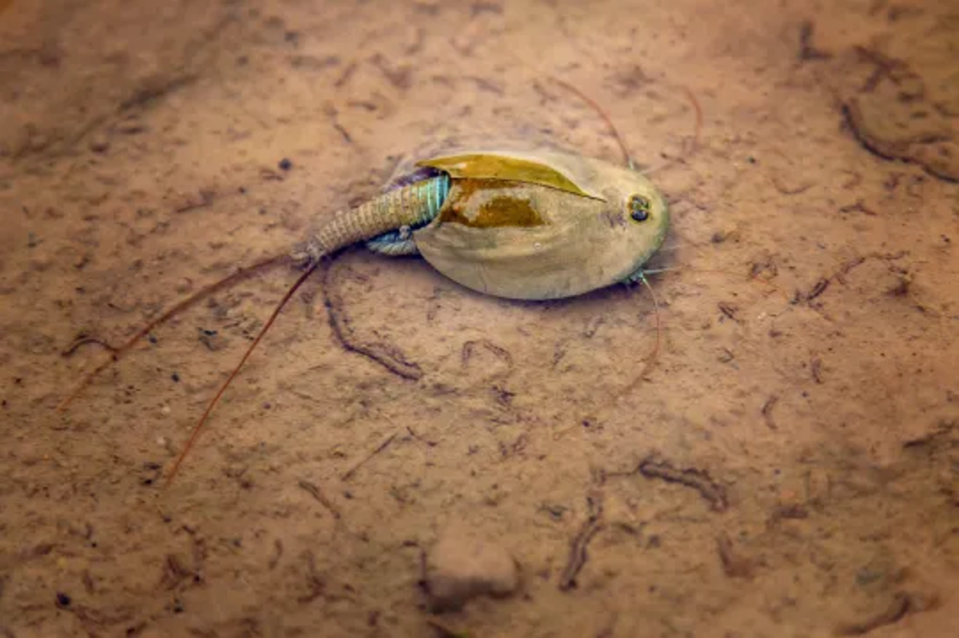 What are the threeeyed ‘dinosaur shrimp’ resurfacing after Burning Man?
