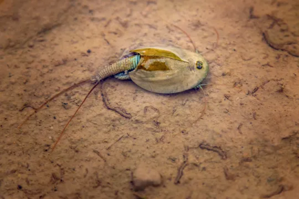 Triops and fairy shrimp have been awakened amongst the flooding at Burning Man festival (Getty Images/iStockphoto)