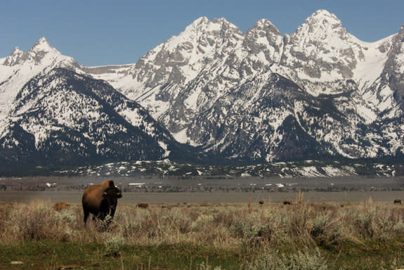 An American bison alone on a prairie.
