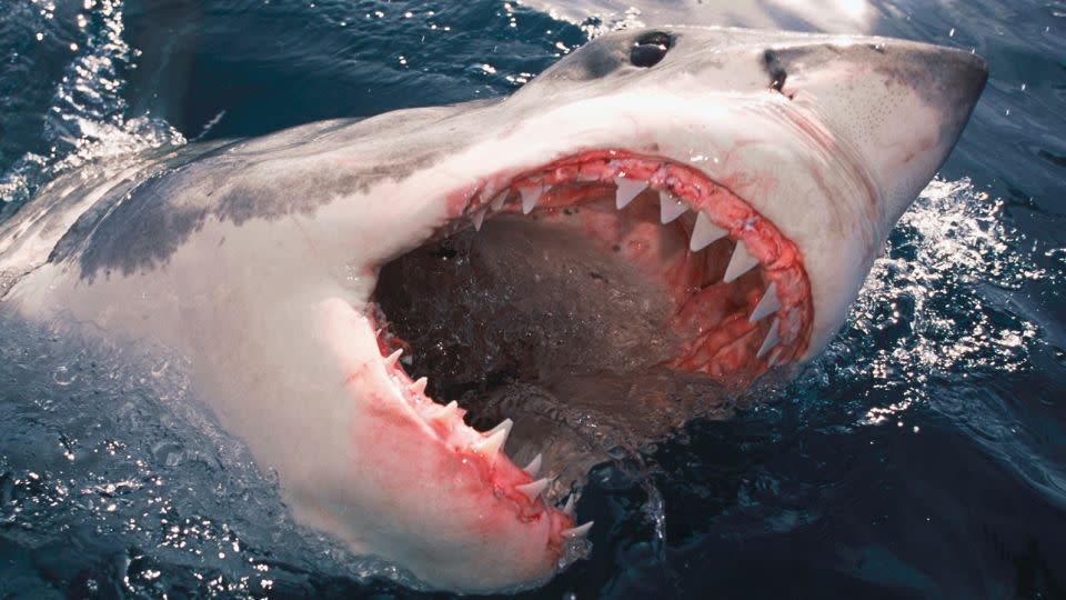 A great white shark surfaces off the coast of Victoria, Australia. If you're being attacked and fighting back, try to avoid the dangerous mouth and go for the gills behind the mouth near the pectoral fins. - Kelvin Aitken/VWPics/AP