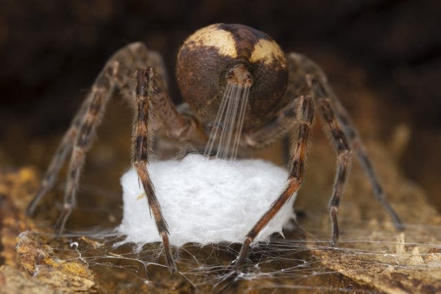 Image entered into the Wildlife Photographer of the Year contest