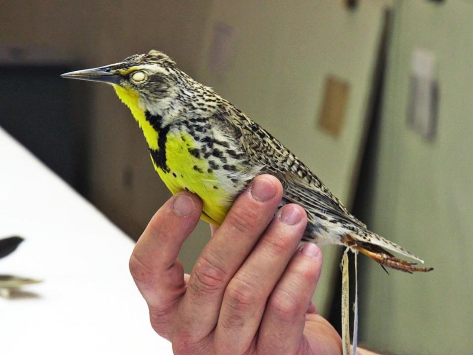 A meadowlark specimen being held by Jim Whatton, a research assistant of the Feather Identification Lab team.