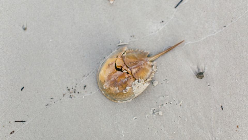 A horseshoe crab on the sand.