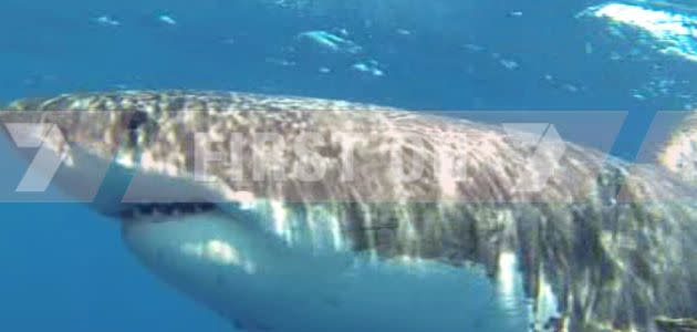 Shark attack caught on camera. Photo: Supplied