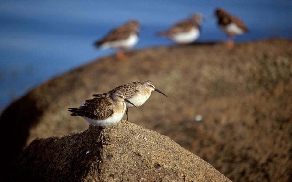 Go birding on St Mary’s - Getty