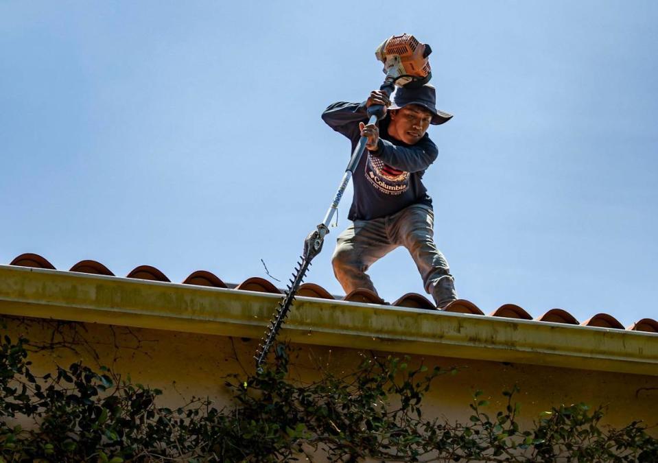 Landscaper Kevin Perez, 26, leans over the edge of a second story roof with a chainsaw to manicure the ivy-covered walls of a Coral Gables home.