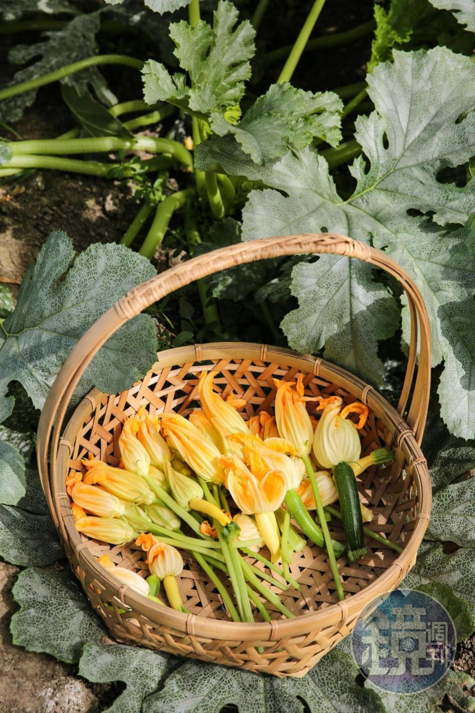 可食植物長於土壤、水裡，可訴說的環境故事和自然資訊很豐富。