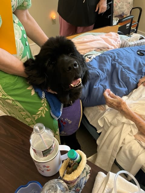 Clyde, a Newfoundland with Bayou Buddies Pet Therapy visits a resident at St. Clare Manor.