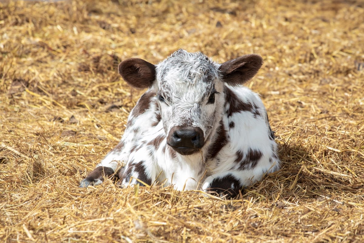 A black and white spotted calf lying in hay<p>Janice Storch via Shutterstock</p>