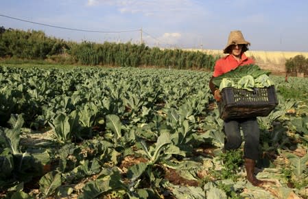 FILE PHOTO: A farmer harvests cauliflowers for sale at a field in Tipaza, Algeria