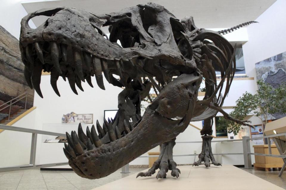 The Chilesaurus was originally thought to be from the same family as T Rex (pictured) (AP)