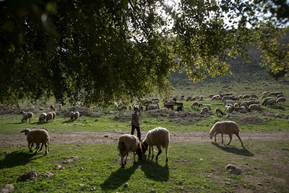 <div class="inline-image__title">463038439</div> <div class="inline-image__caption"><p>The wetland at Jordan's EcoPark recycles wastewater, cleaning and releasing it into the environment to restore the surrounding ecosystem.</p></div> <div class="inline-image__credit">MENAHEM KAHANA via Getty</div>