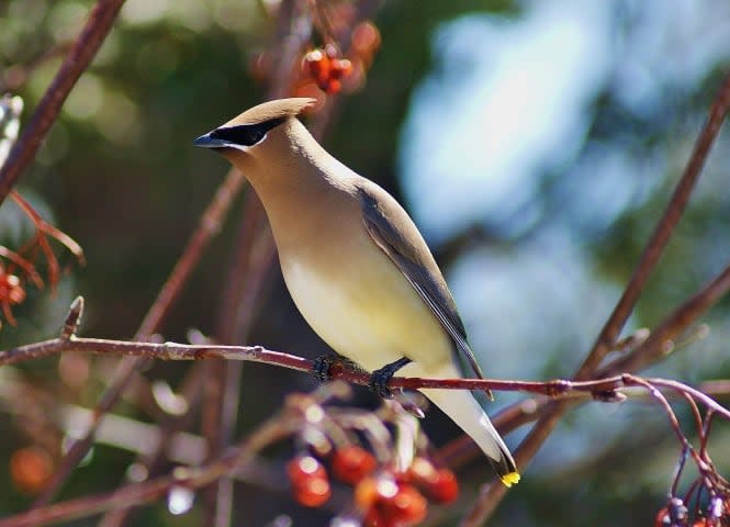 A Cedar Waxwing is pictured. Bruce Hunt said a total of 10 of these birds died after flying into a window while drunk from fermented berries. (Bill Perks - image credit)