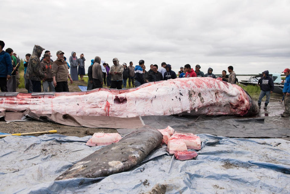 In this July 29, 2017 photo provided by KYUK-TV, a gray whale that was killed in the Kuskokwim River is butchered and the meat and blubber distributed. Indigenous hunters in Alaska initially believed they were legally hunting a beluga whale when they unlawfully killed a protected gray whale with harpoons and guns after the massive animal strayed into a river last year, according to a federal investigative report. The report, released to The Associated Press through a public records, says that after the shooting began, the hunters then believed the whale to be a bowhead and that the harvest would be theirs as the first to shoot or harpoon it. The National Oceanic and Atmospheric Administration decided not to prosecute the hunters. Instead it sent letters advising leaders in three villages about the limits to subsistence whaling. (Katie Basile/KYUK-TV via AP)