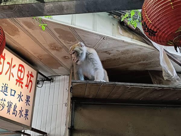 北市內湖有獼猴出沒，據說有3隻，相當兇悍。（圖／翻攝李彥秀臉書）