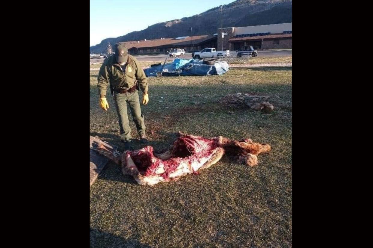 A Yellowstone Park ranger prepares to remove a wolf-killed elk carcass from a football field kin Gardiner, Montana.