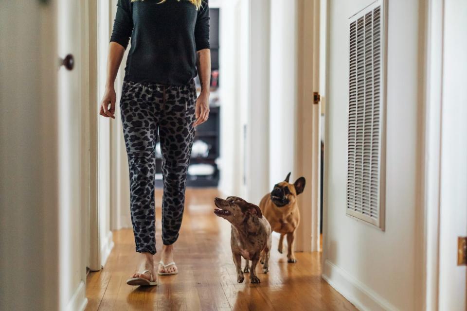 dogs following owner around home