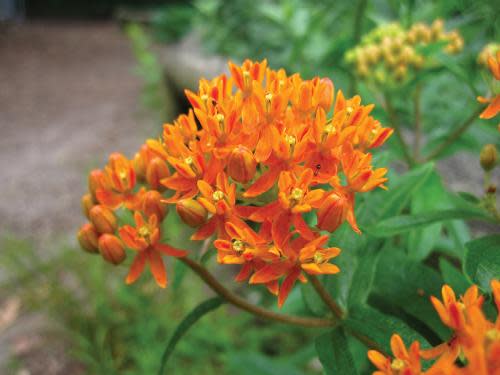 Butterfly Weed (Asclepias tuberosa)