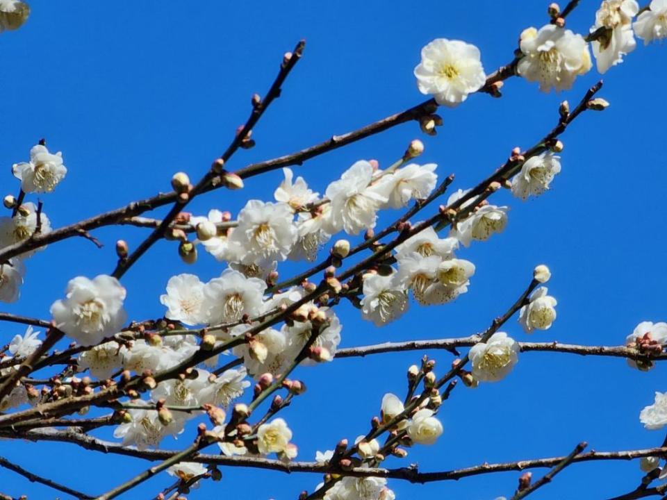 武陵農場種植的梅花，受上波寒流影響，誘發梅花大爆發。（記者陳金龍翻攝）