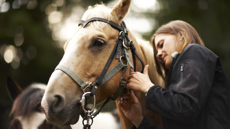 Horse with owner