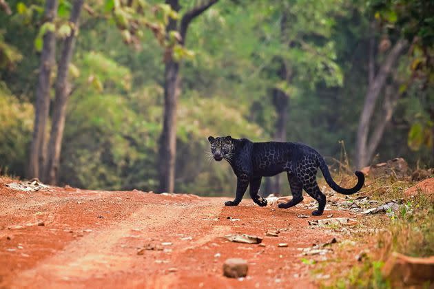 <p>Une panthère noire photographiée lors d'un safari dans le parc national de Tadoba, en Inde.</p>