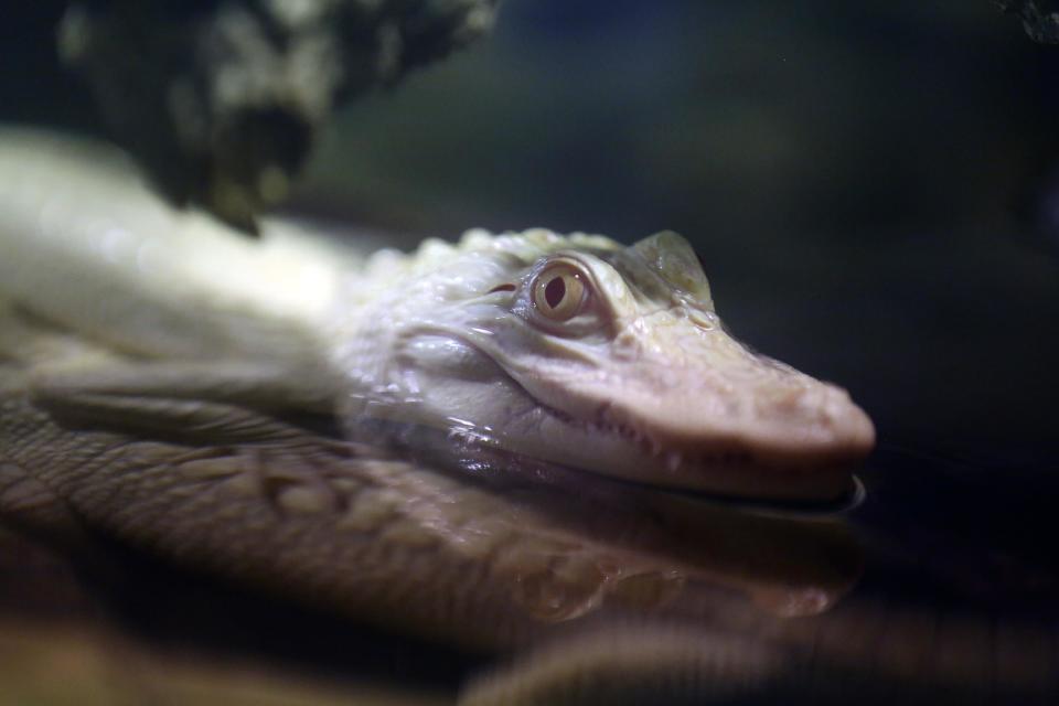 An 18-month old albino alligator is presented at the Tropical aquarium in Paris, Thursday Feb. 13. 2014. Two albino alligators arrived in their new home in Paris on Wednesday Feb. 12, after travelling thousands of miles from a fish farm in Florida. The aquarium's new lodgers are two of only twenty to thirty in the world, according to the director of the tropical aquarium Michel Hignette. (AP Photo/Remy de la Mauviniere)