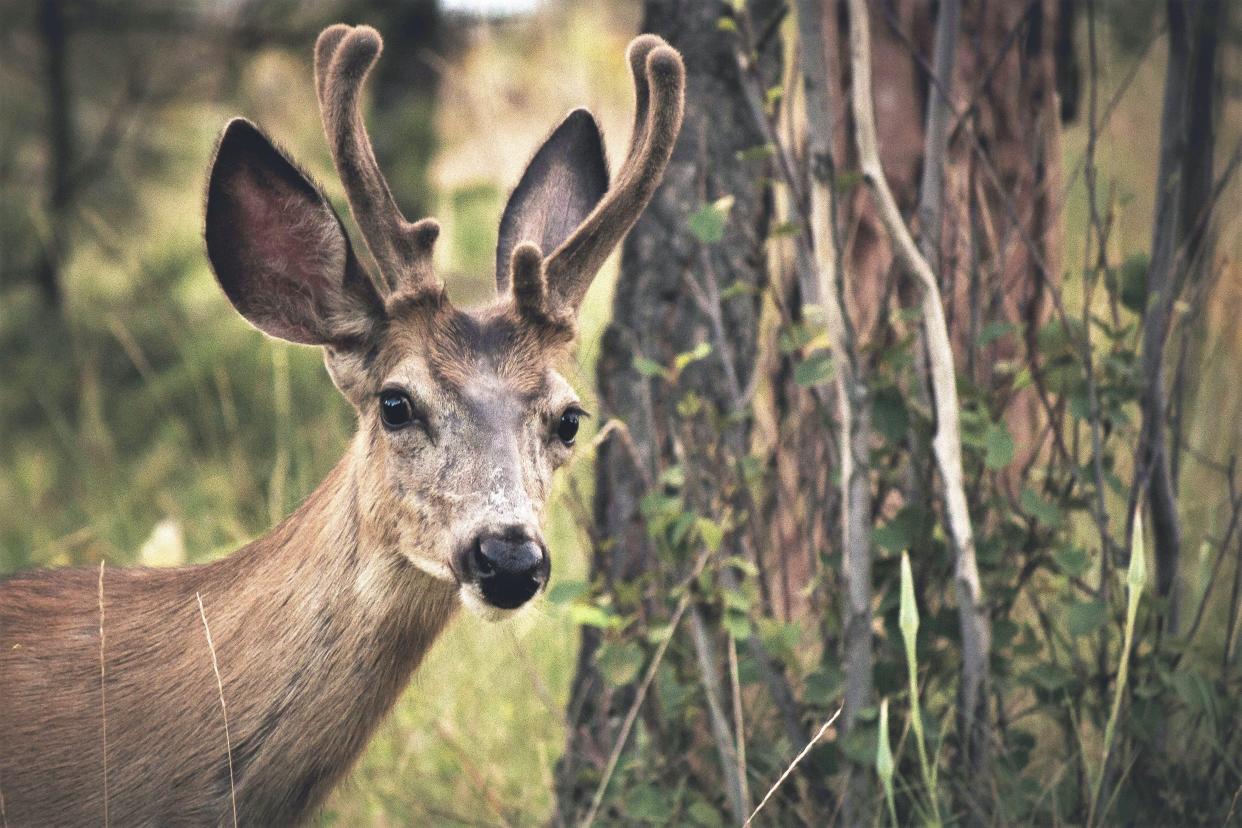 The current deer hunting season is coming to a close on Feb. 6.