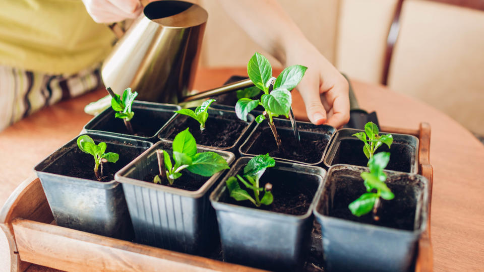 Watering hydrangea cuttings in pots