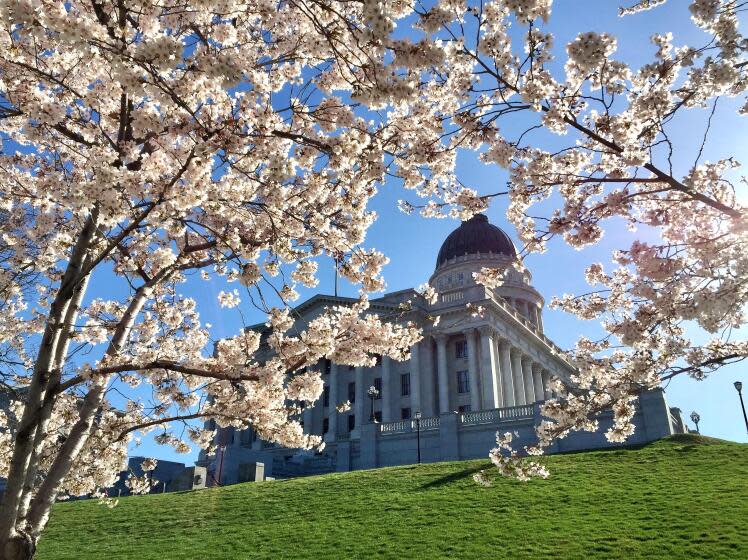 Utah state capitol framed by cherry blossoms