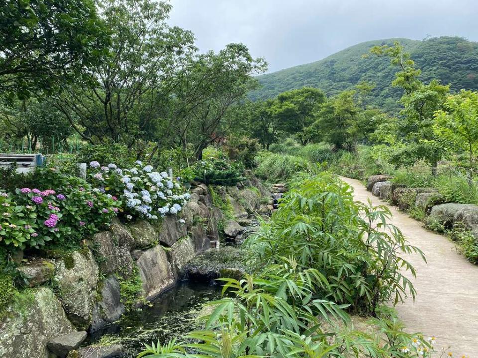 悠遊溪畔步道賞繡球花。   圖：台北市政府工務局大地工程處／提供