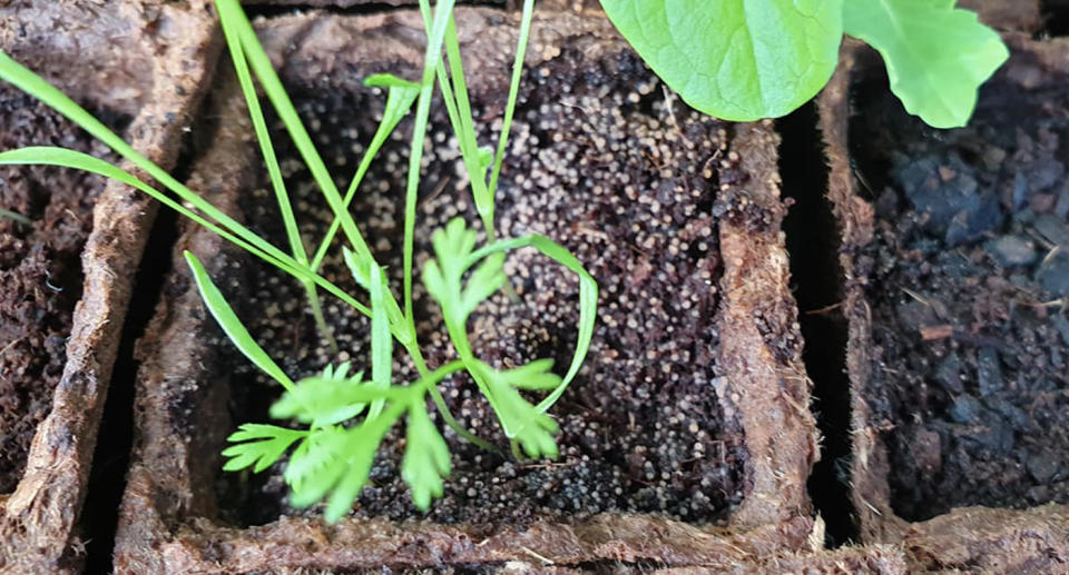 Strange white growths in Woolworths Discovery Garden