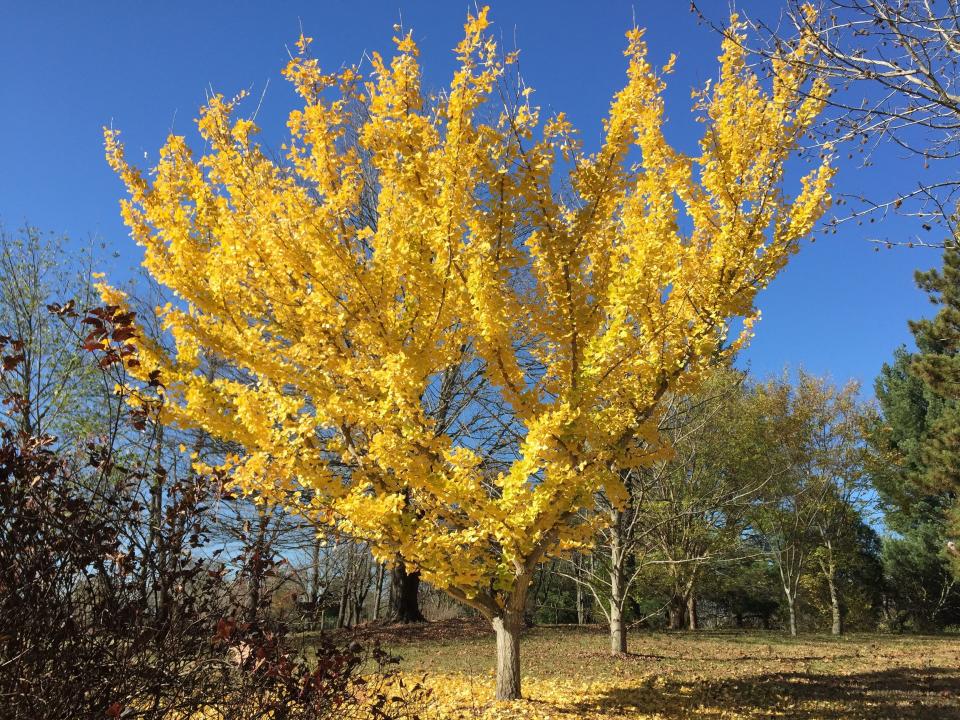 Ginkgo (Ginkgo biloba) in full fall color at Yew Dell Botanical Gardens.