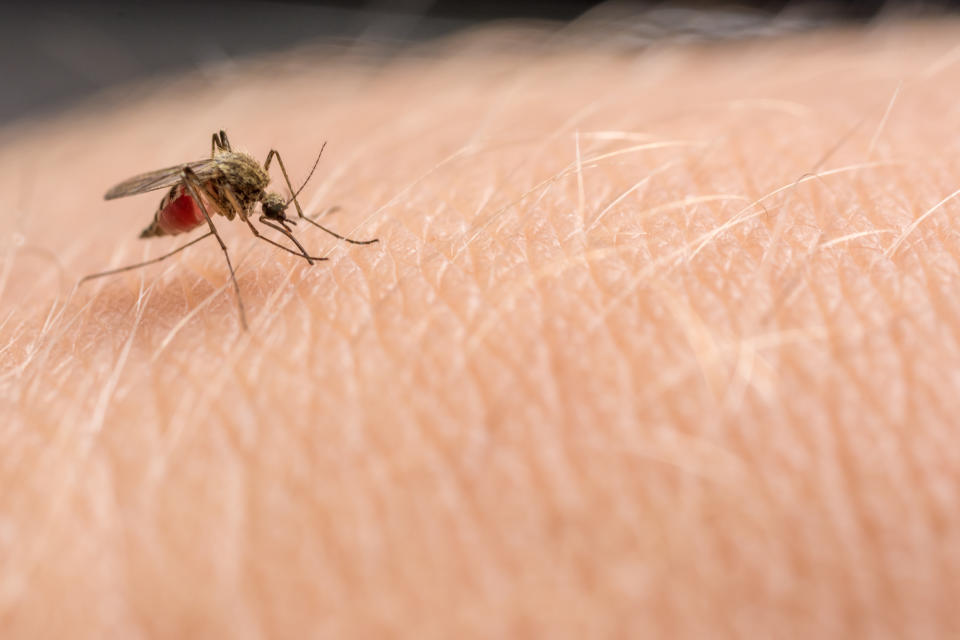 There is no evidence mosquitos are responsible for spreading the coronavirus. Source: Getty