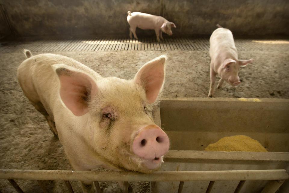China quiere desarrollar cerdos cada vez más gordos que coman cada vez menos. (AP Photo/Mark Schiefelbein)