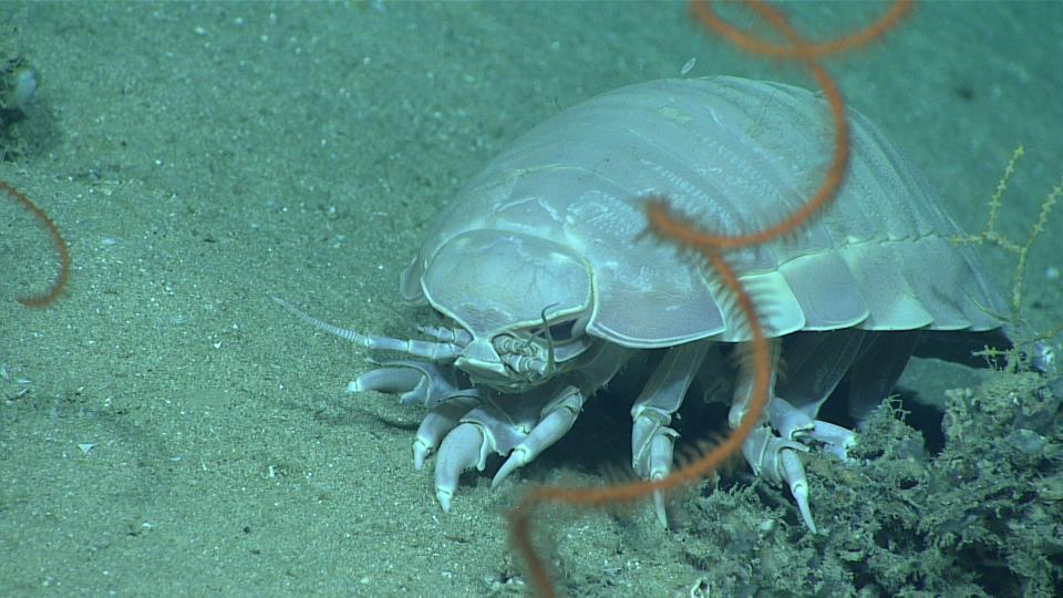 A giant deep-sea isopod, Bathynomus giganteus, spotted during NOAA exploration of “Okeanos Ridge.” Frank Patti, owner of Joe Patti's Seafood, caught one of the creatures while fishing in 1976.
