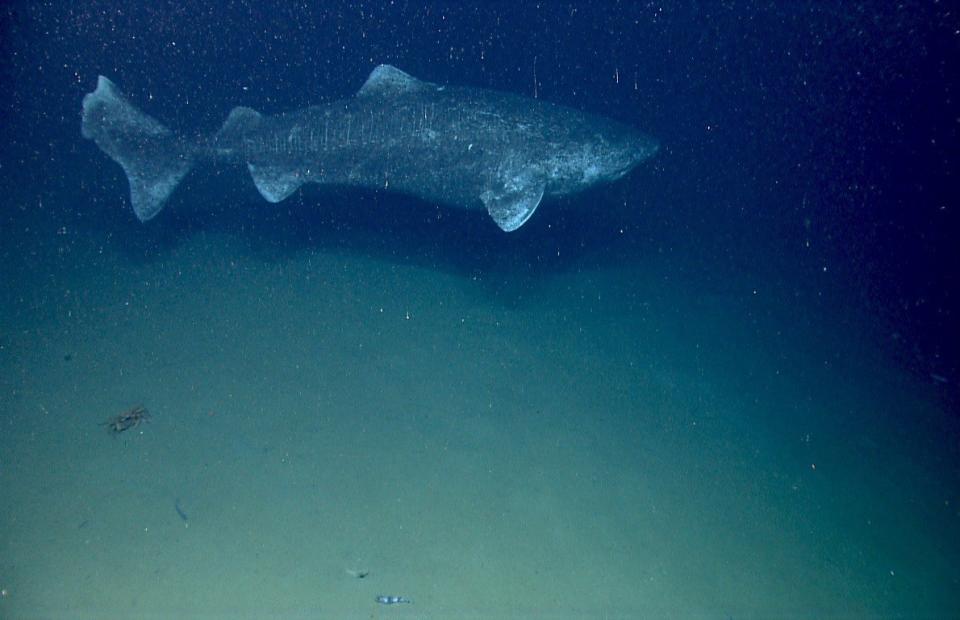 Greenland Shark — 400 Years