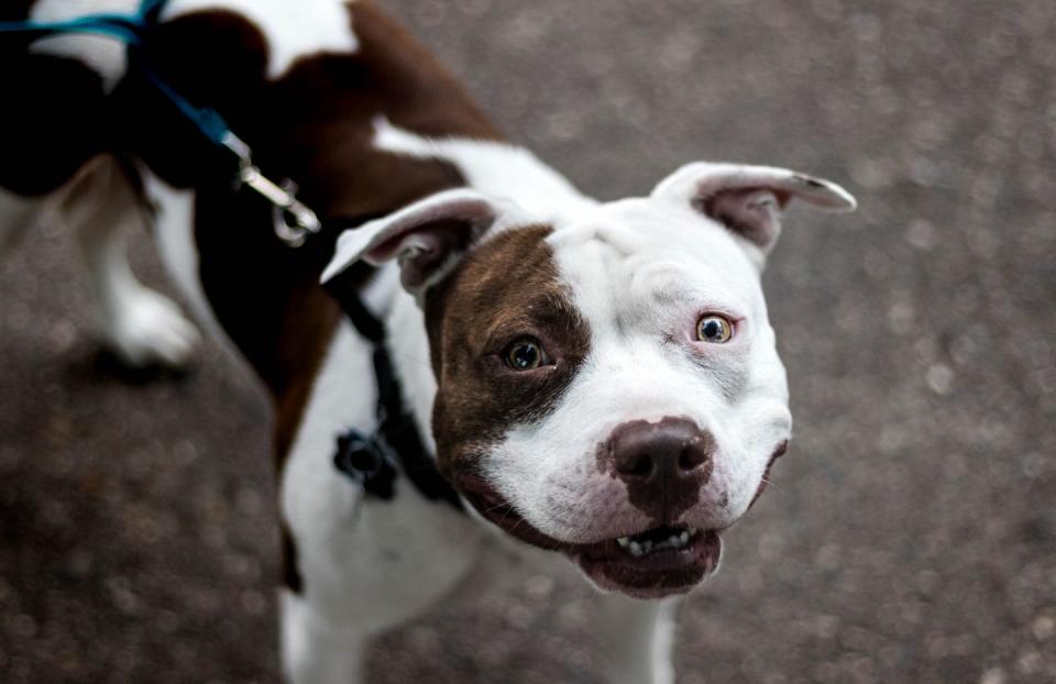 15 Adorable Photos of Pit Bulls That Prove They Don't Deserve Their Bad Rep