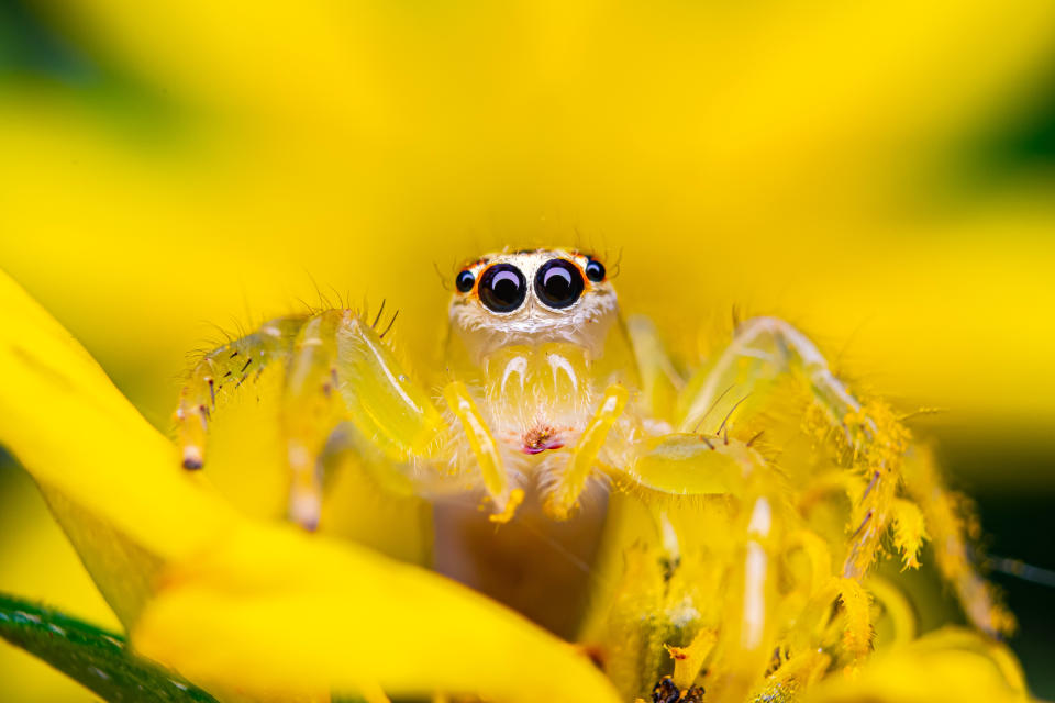 'Yellow': A Goldenrod Crab spider captured up close in Tangerang Selatan, Indonesia