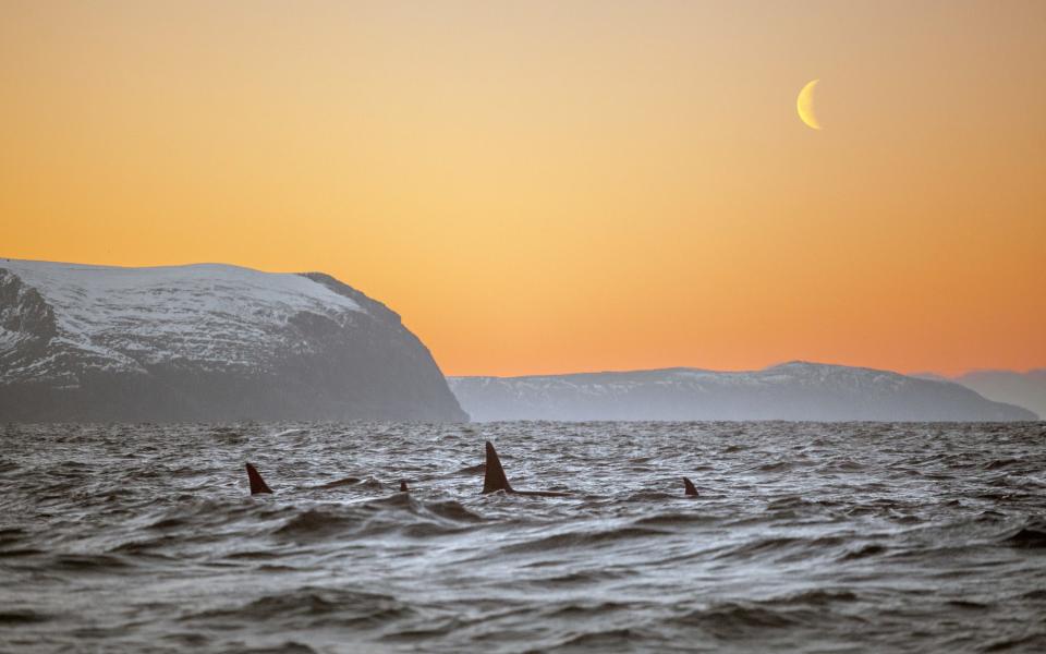 Indulge in a little whale watching during your time on-board