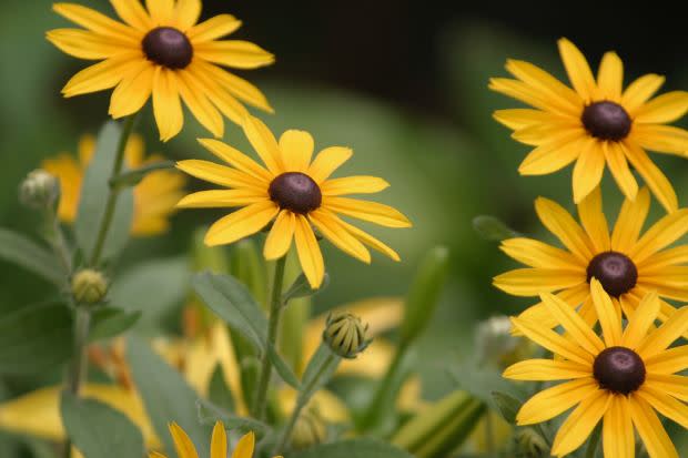 Black-eyed Susans, the Maryland state flower<p><a href="https://unsplash.com/photos/CgcVCUdqHco" rel="nofollow noopener" target="_blank" data-ylk="slk:David Trinks via UnSplash;elm:context_link;itc:0;sec:content-canvas" class="link ">David Trinks via UnSplash</a></p>